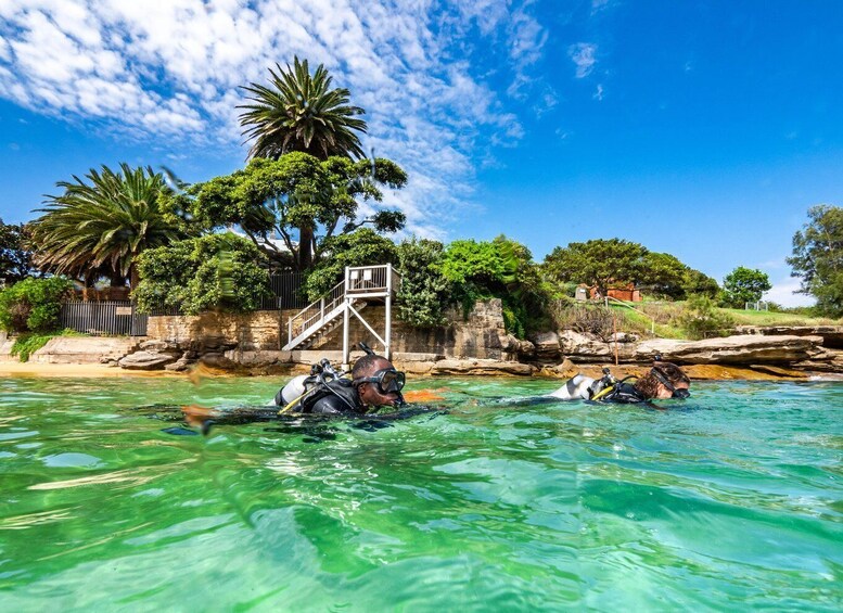 Picture 3 for Activity Discover Scuba Dive at Australia's most Iconic Beach