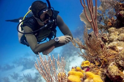 Scopri le immersioni subacquee nella spiaggia più iconica d'Australia