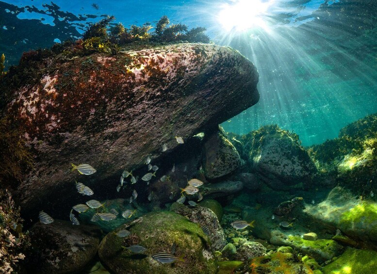 Picture 5 for Activity Discover Scuba Dive at Australia's most Iconic Beach