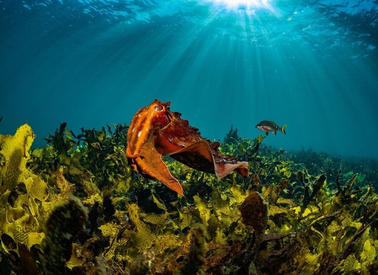 Picture 4 for Activity Discover Scuba Dive at Australia's most Iconic Beach