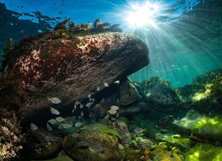 Picture 5 for Activity Discover Scuba Dive at Australia's most Iconic Beach