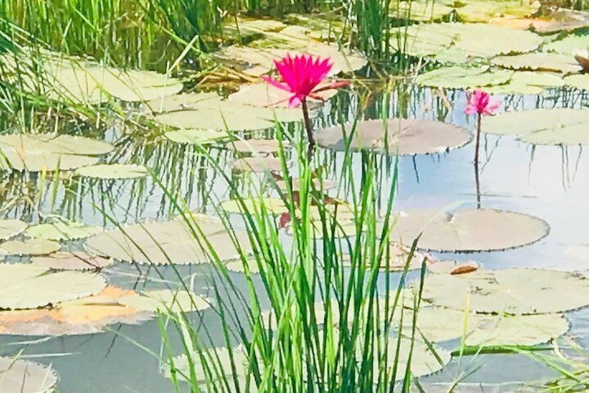 Lotus Flower Cambodia