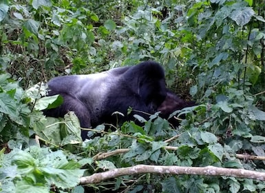 15-Day Escape to Uganda See Nature, Wildlife, Culture