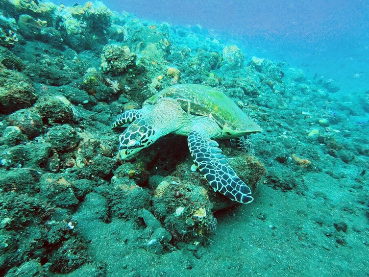 Nusa Penida: Guided Snorkeling Tour To See Manta Rays