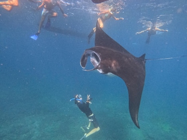 Nusa Penida: Snorkeltour met gids om Mantaroggen te zien