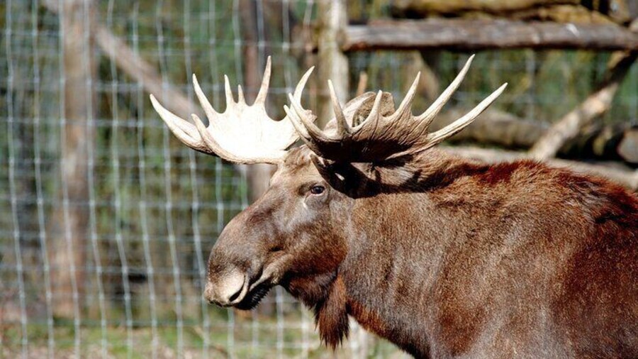 Ranua Zoo Wild Park with Lunch