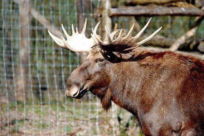 Parc sauvage du zoo de Ranua avec déjeuner