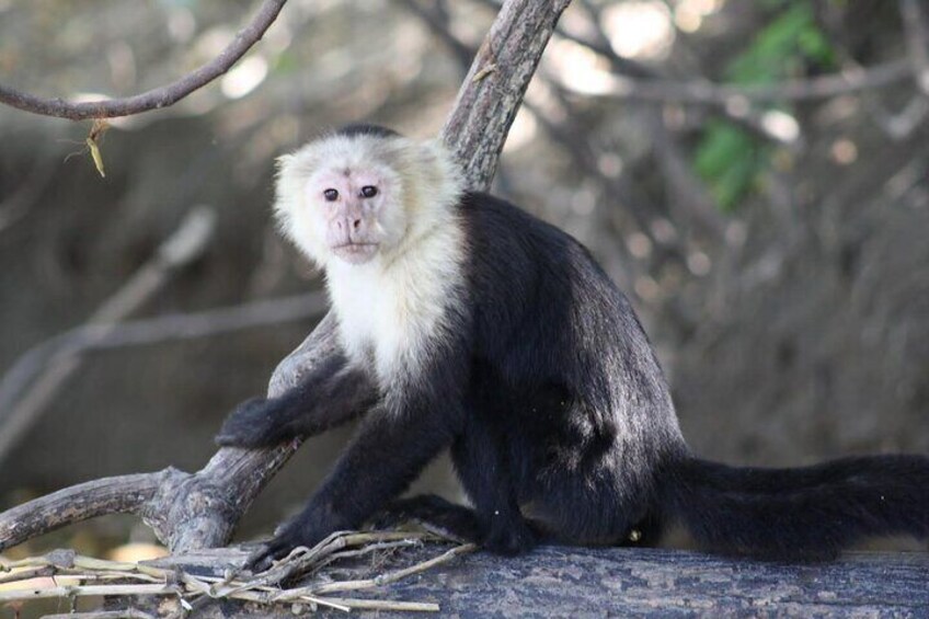  Llanos de Cortez Safari and Waterfall Tour