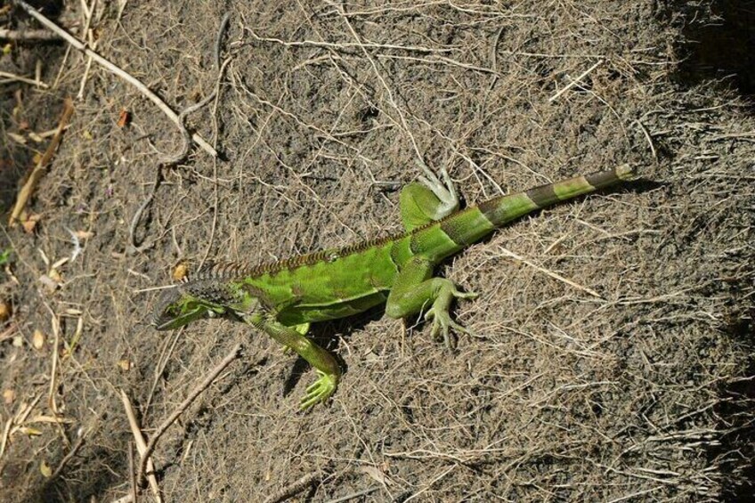 Private Safari Tour with Wild Animals by Boat