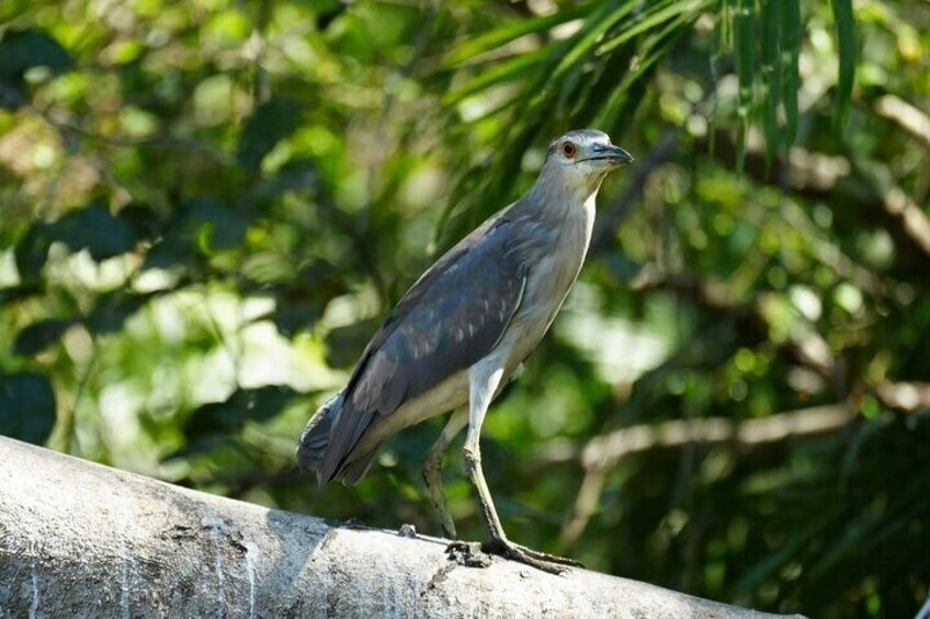 Private Safari Tour with Wild Animals by Boat