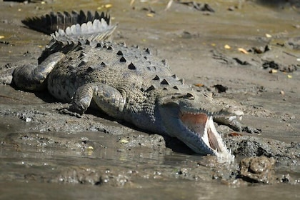 Palo Verde National Park Safari Boat Tour