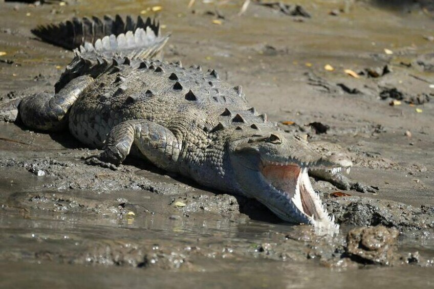 Private Safari Tour with Wild Animals by Boat