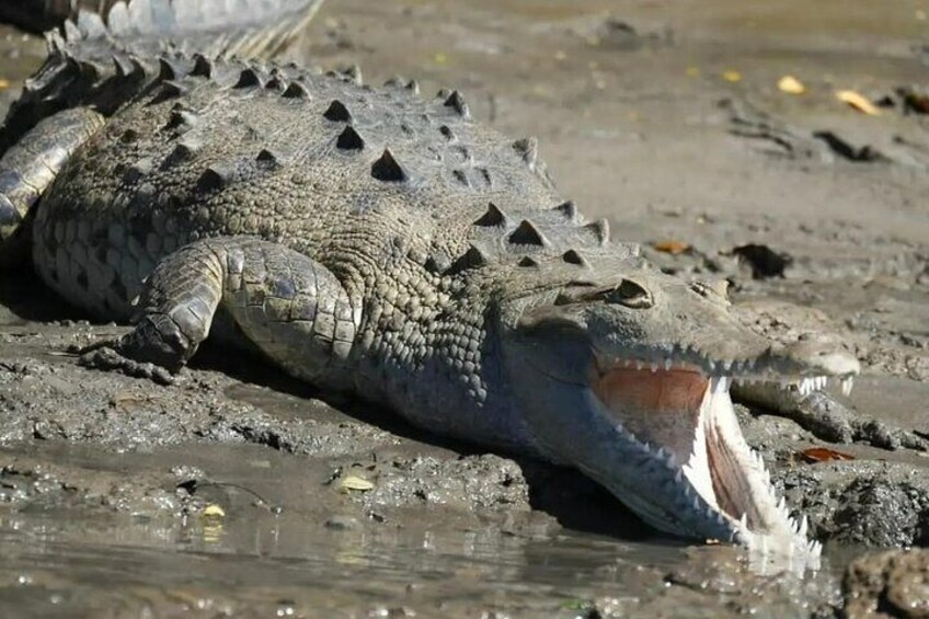 Private Safari Tour with Wild Animals by Boat