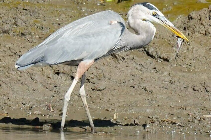 Private Safari Tour with Wild Animals by Boat