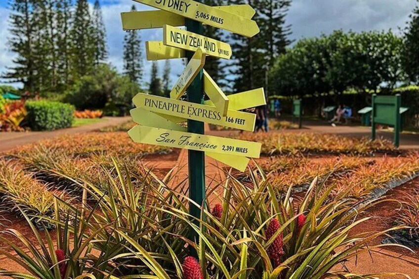 "Dole Plantation Arrows: Pointing to distant lands! A global nod amidst pineapple fields, showcasing our world's connectedness. #DoleSigns"