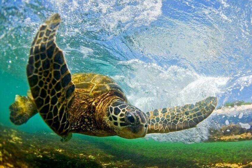 Hawaiian green sea turtle rides Oahu's gentle waves, gracefully merging ancient marine spirit with surf's rhythm. #TurtleSurfMagic.