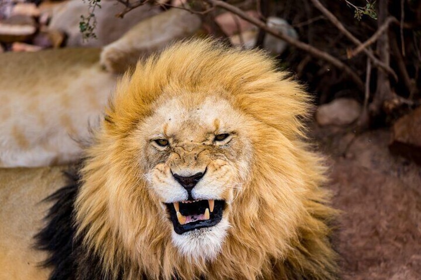 Male Lion At Aquila Game Reserve Safari