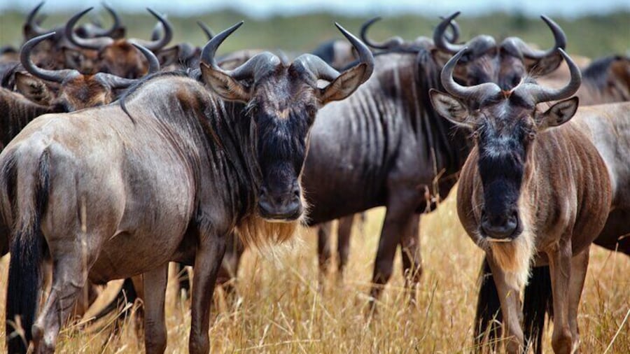 Wildbeest