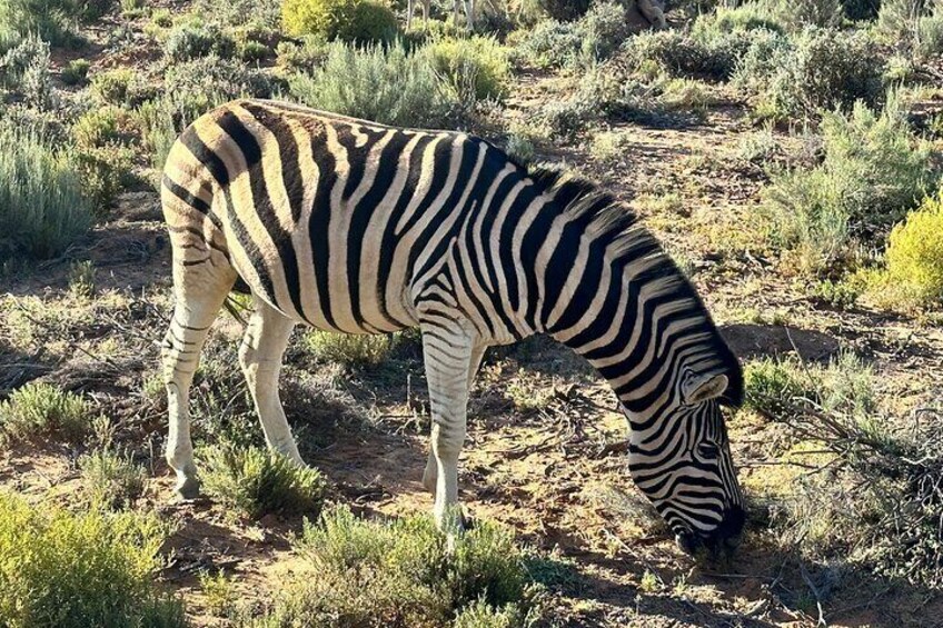 Aquila Zebra