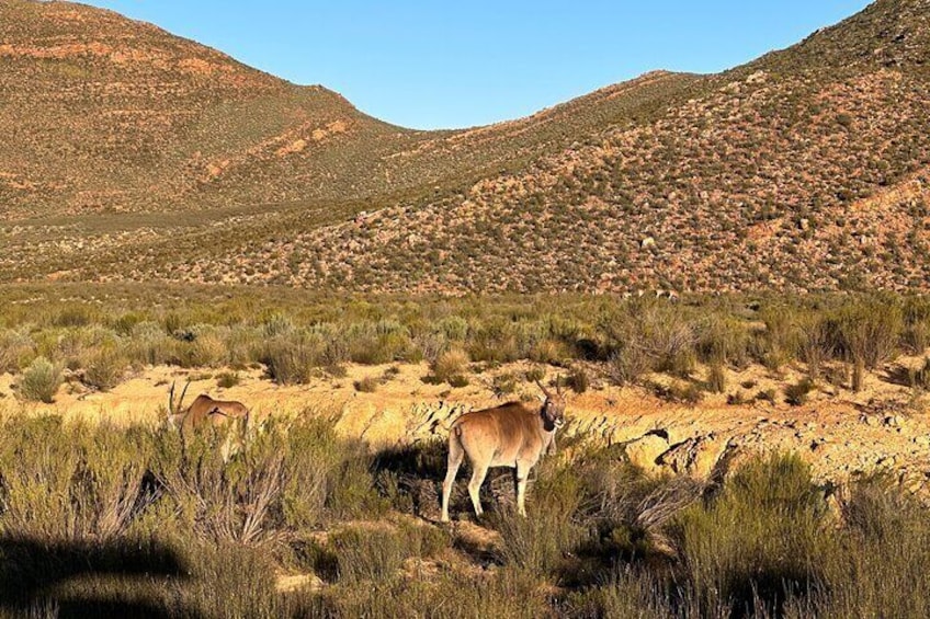 Aquila Antelope