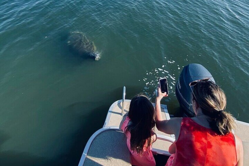 A Manatee coming in for a close-up!