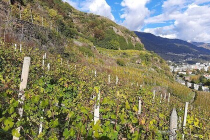 Private Wine Tour with the Alps in the background