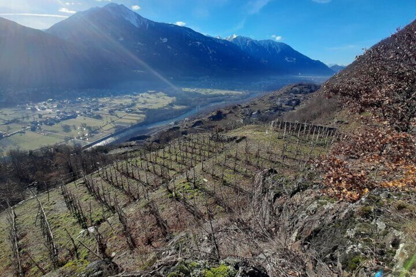 Private Wine Tour with the Alps in the background