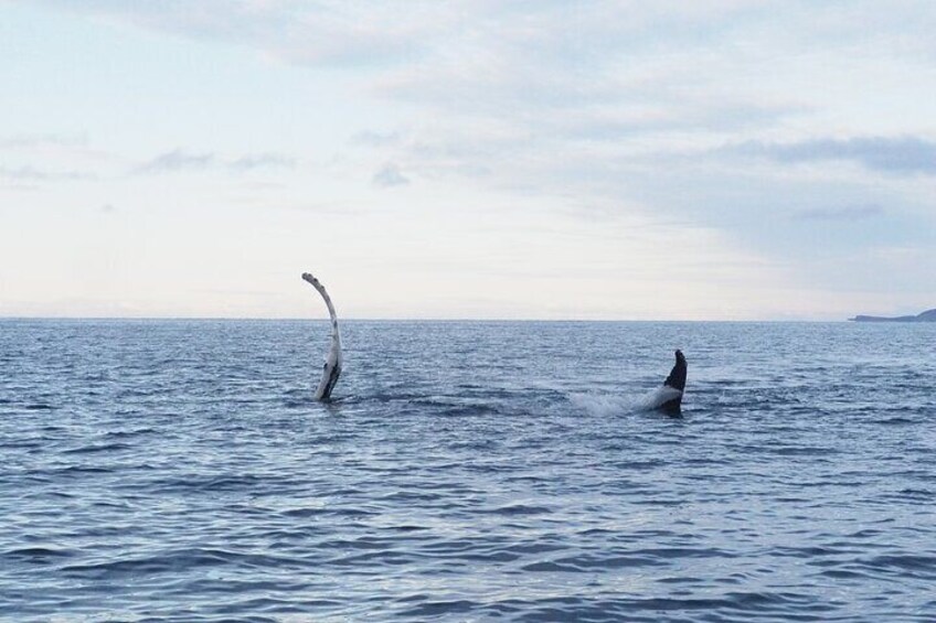 Whale Watching Experience in Altafjord