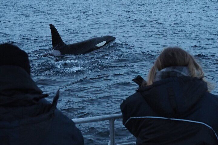 Small group Whale watching