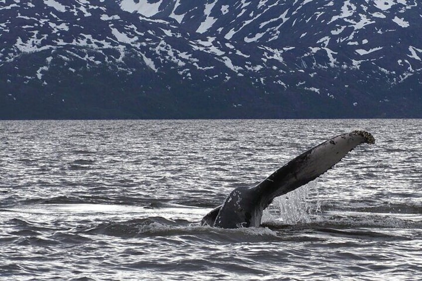 Whale Watching Experience in Altafjord