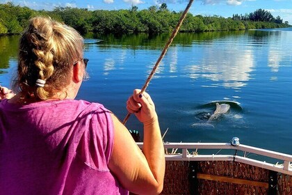 2 hour Dolphin Sightseeing Tour in Melbourne Florida