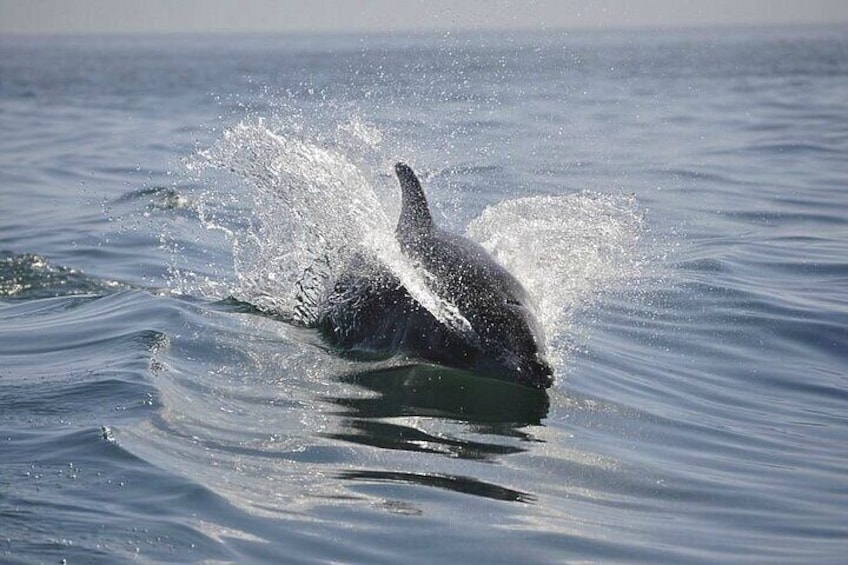 2 hour Dolphin Sightseeing Tour in Melbourne Florida 