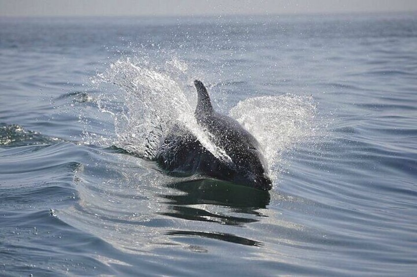 2 hour Dolphin Sightseeing Tour in Melbourne Florida