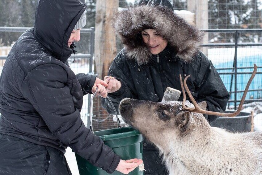 Dogsled and Reindeer Day Trip to Borealis Basecamp