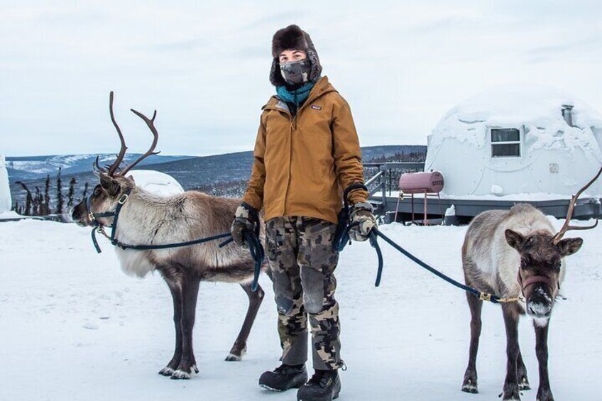 Dogsled and Reindeer Day Trip to Borealis Basecamp