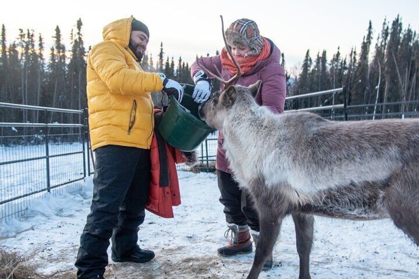 Dogsled and Reindeer Day Trip to Borealis Basecamp