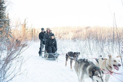 Dogsled and Reindeer Day Trip to Borealis Basecamp