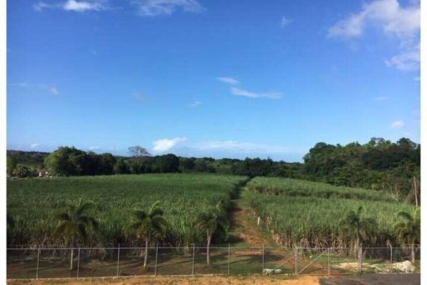 San Juan Distillers Tour and Rum Tasting