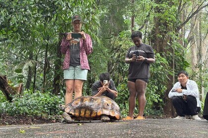 チジュカの森：滝と洞窟を巡るツアー