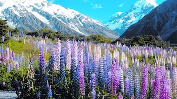 Full-Day Christchurch to Queenstown Tour with Lake Tekapo & Mount Cook