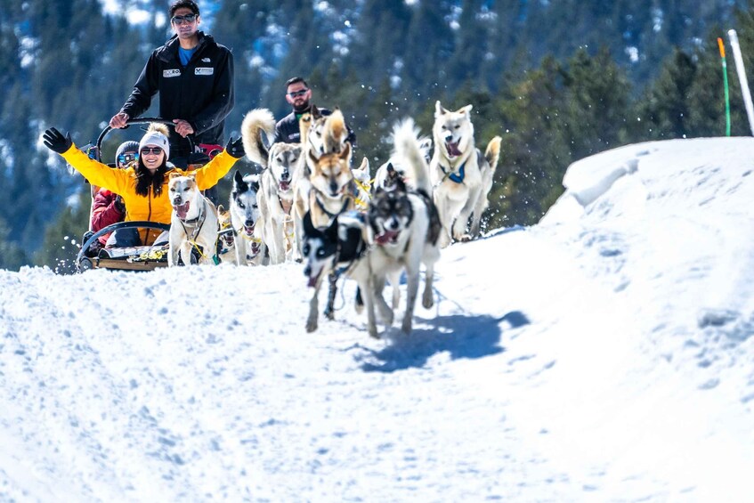 Picture 3 for Activity Grandvalira: Dog Sledding Tour in Andorra