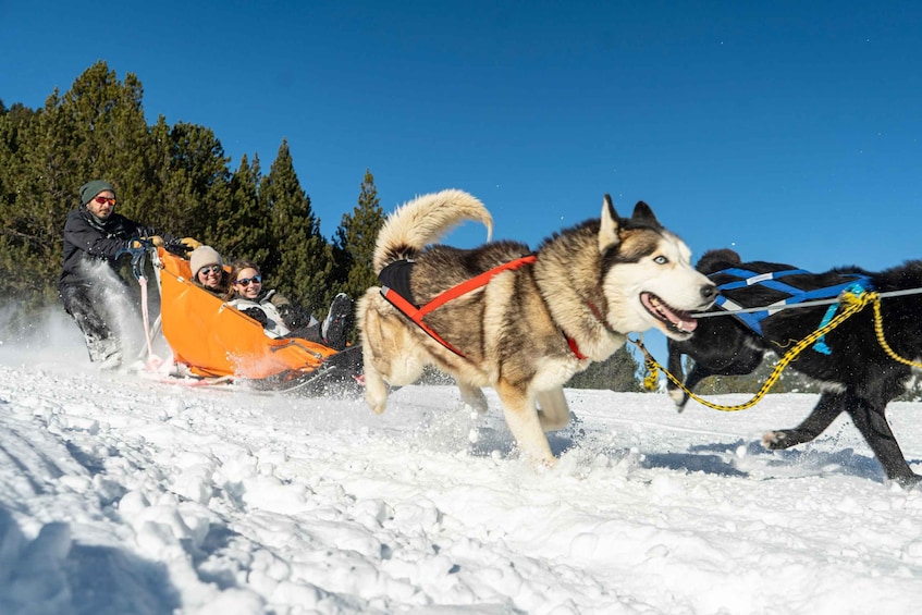 Picture 1 for Activity Grandvalira: Dog Sledding Tour in Andorra