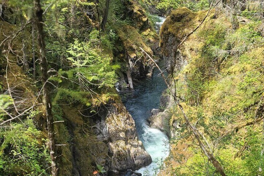 Full-Day Tour, Waterfalls, Caves, Old Growth on Vancouver Island