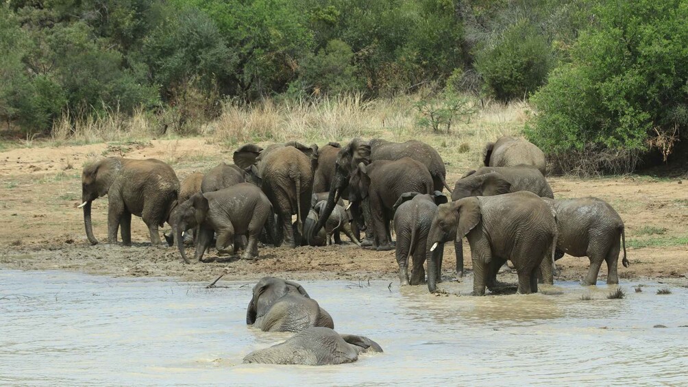 Picture 1 for Activity Pilanesberg National Park