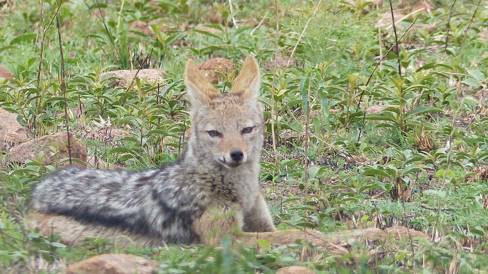 Picture 6 for Activity Pilanesberg National Park