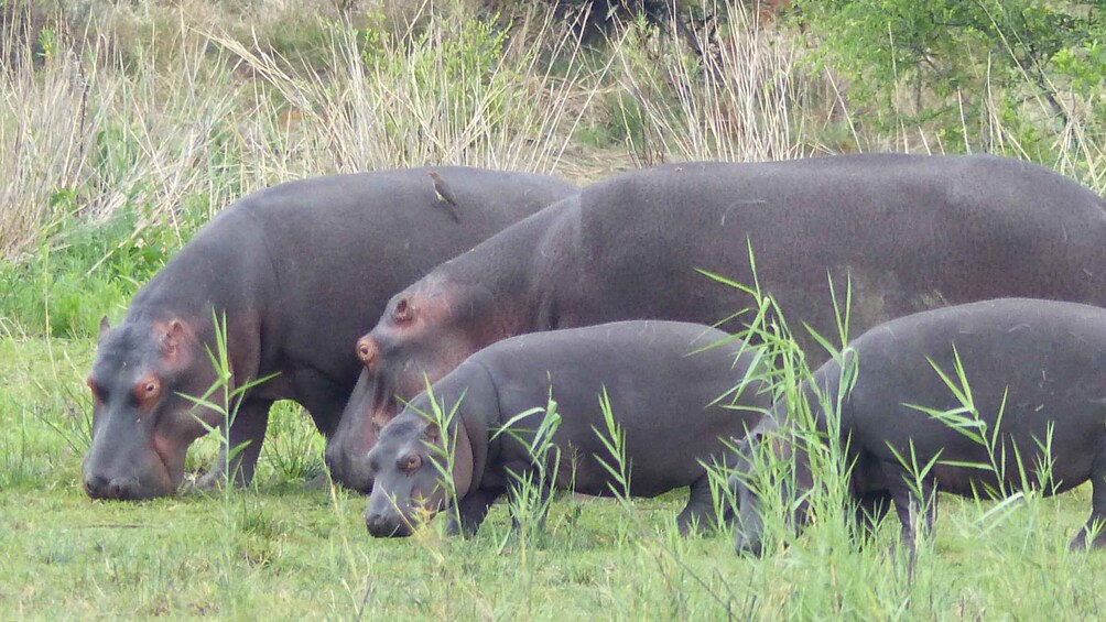 Picture 5 for Activity Pilanesberg National Park