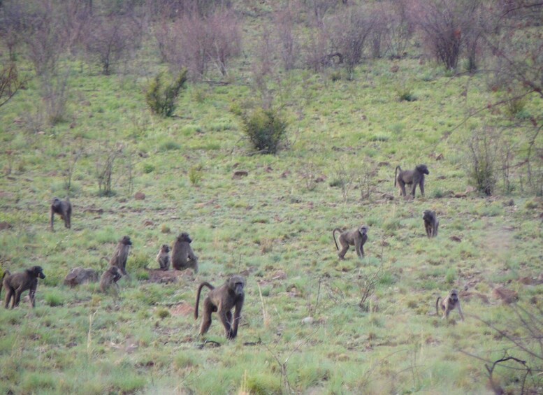 Picture 8 for Activity Pilanesberg National Park