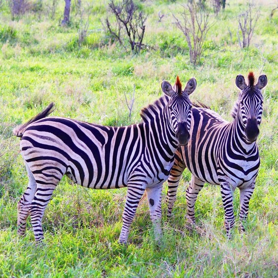 Pilanesberg National Park