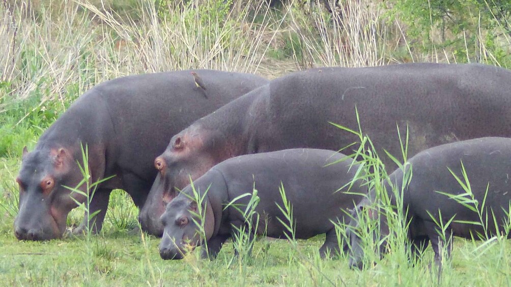 Picture 5 for Activity Pilanesberg National Park