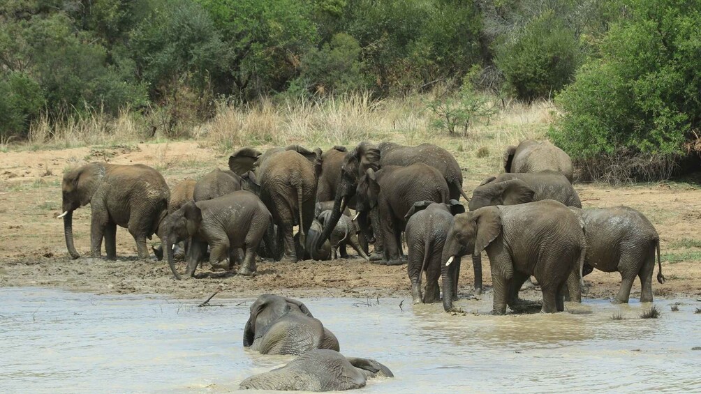 Picture 1 for Activity Pilanesberg National Park